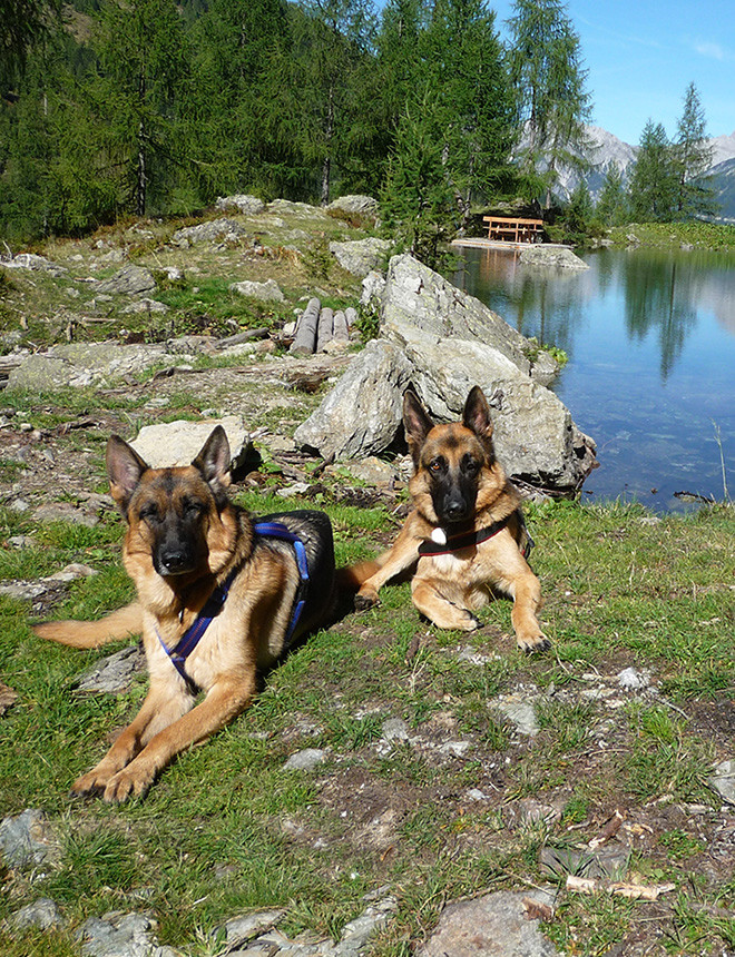 das_kleine_berghotel_lesachtal_hunde_sind_willkommen_860x660px Das kleine Berghotel Lesachtal: hier sind Hunde willkommen!